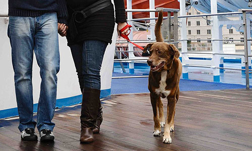Viaggiare con gli animali domestici sui traghetti